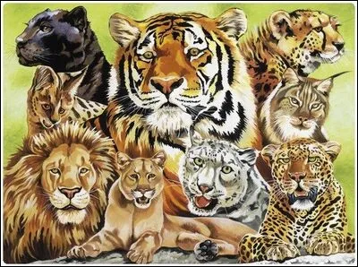 La famille des félins comprend combien d'espèces ?