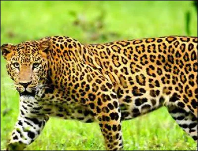 Quel est cet animal ?