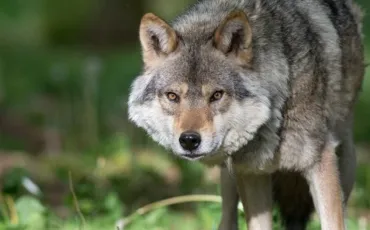 Quiz Animaux