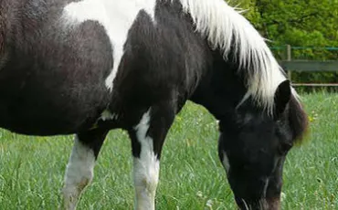 Quiz Galop 1