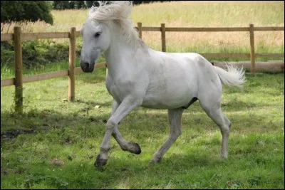 Comment nomme-t-on le front du cheval ?