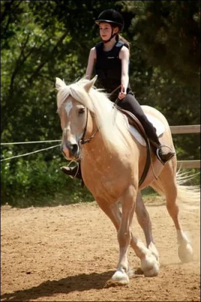 Quels sont les différentes parties du licol ?