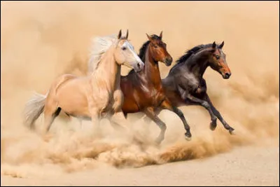 Justement ce licol il est attaché à...