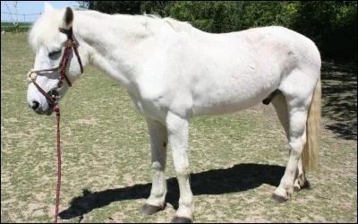 Quelles sont les différentes parties du filet ?