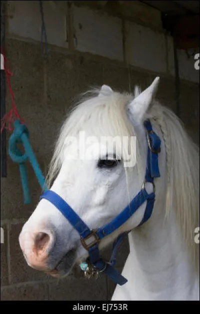 Quelles sont les différentes parties de la selle ?