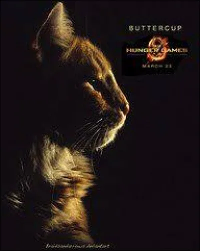 Quel est le nom du chat de Primrose ?