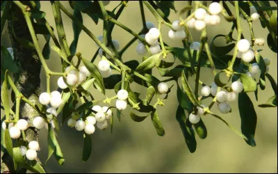 Comment dit-on du "gui" en anglais ?