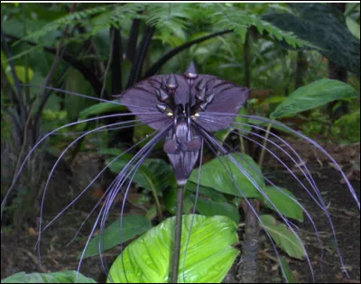 Est-ce une violette, pensée, anémone ou rose ?