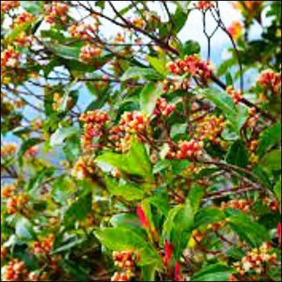 Quelle épice est un bouton floral dune plante des myrtacées ?