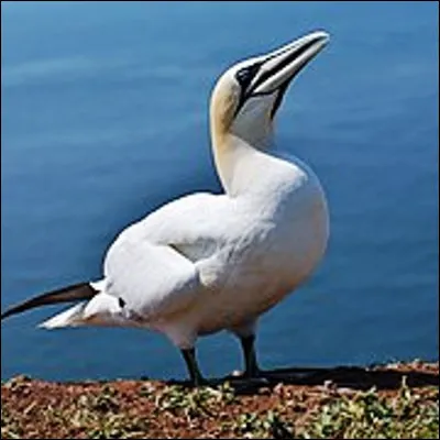 Avec une taille de 90 centimètres et une envergure de 180 centimètres, quel est le plus grand oiseau de mer dEurope ?