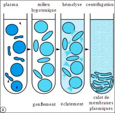 On a choisi d'étudier les membranes cellulaire avec les ... donc les hématies.
