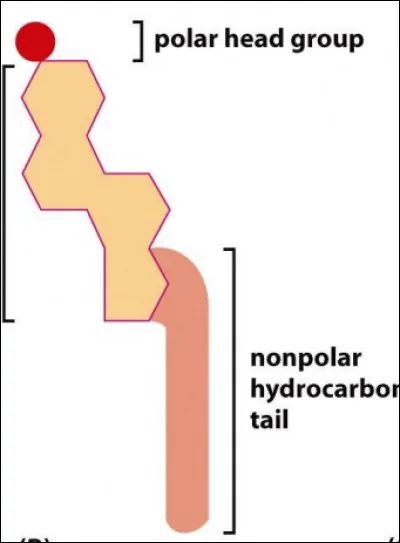 On observe la structure...