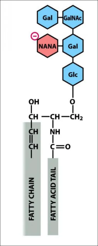 On observe la structure...