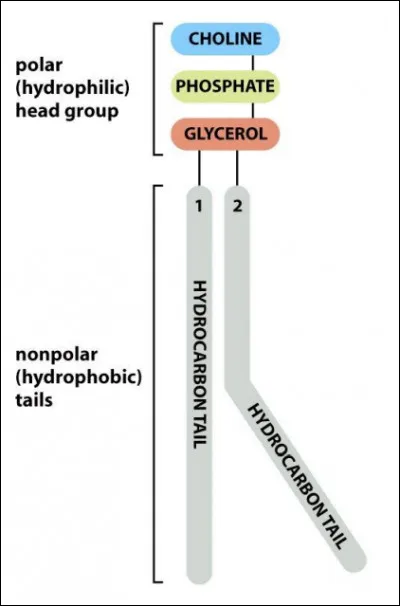 On observe la structure...