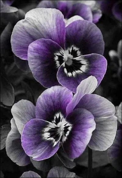 À quoi différencie-t-on une pensée d'une violette ?