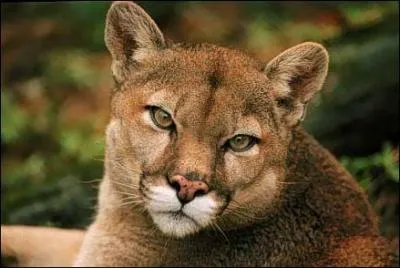 Comment appelle-t-on cet animal ?