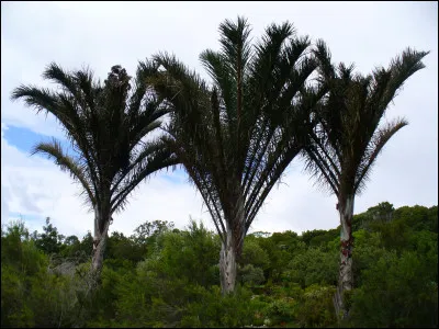 Quelle plante peut produire les feuilles les plus longues ?