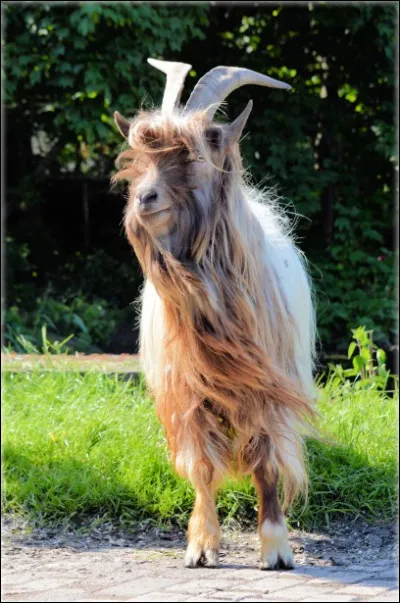 Bique : comment appelle-t-on une vieille bique devenue stérile ?