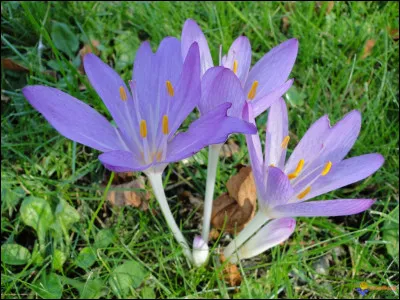 Colchique : en quelle saison pousse cette fleur ?