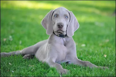 Domestique : quelle est la race de cet animal domestique ?