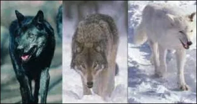 Et votre pelage serait :