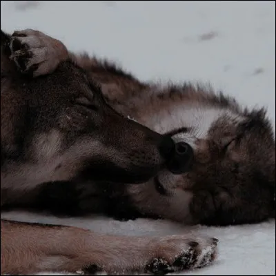 Si vous pouviez ressusciter quelqu'un, ce serait :