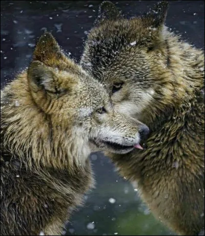 Vous apprenez que votre compagne est du clan adverse...
Que faites-vous ?