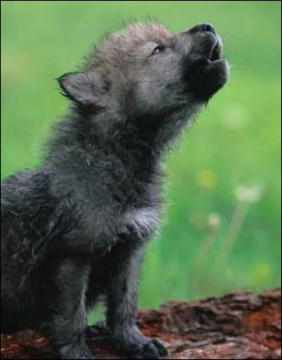 Vous êtes mère, vous avez mis au monde 3 louveteaux dont un handicapé, il lui manque une patte, vous savez qu'il ne sera pas reconnu comme membre du clan et que votre chef vous ordonnera de l'achever ou de l'abandonner. 
Que faites-vous ?
