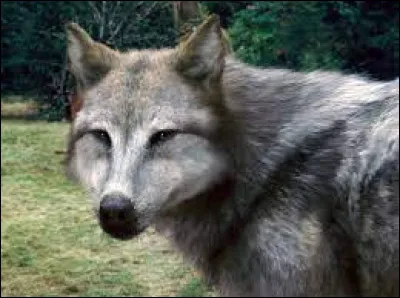 Un loup vous oblige à ne rien faire pour qu'il s'accouple avec vous. Que faites-vous ?