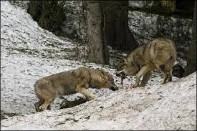 Votre compagne vous manque de respect devant toute votre meute et vos alliés. Que faites-vous ?