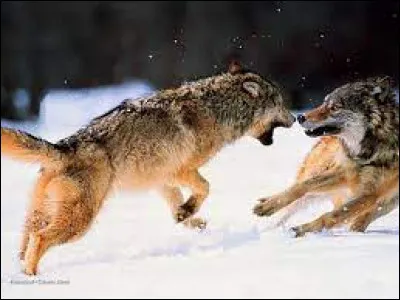 Un loup drague votre compagne devant vous. Que faites-vous ?