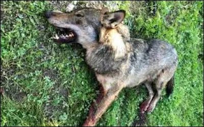 Votre meilleur ami est en train de mourir pendant un combat, si vous ne l'aidez pas il mourra. 
Que faites-vous ?