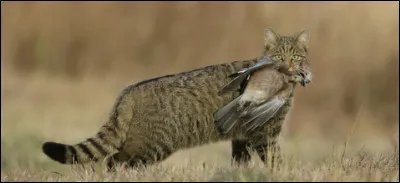 Le premier cycle de ''La Guerre des clans'' porte sur la vie d'un...