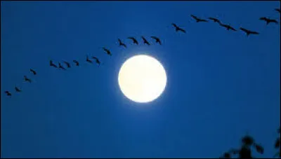 D'après une célèbre expression, qu'est-ce qu'un "oiseau de nuit" ?