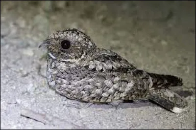 Cet oiseau vit dans le désert du Colorado et s'active uniquement au crépuscule et pendant la nuit. Quel est son nom ?