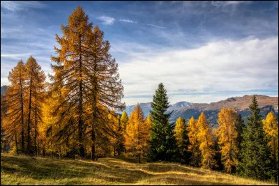 M&eacute;l&egrave;ze : quelle est la particularit&eacute; de cet arbre ?
