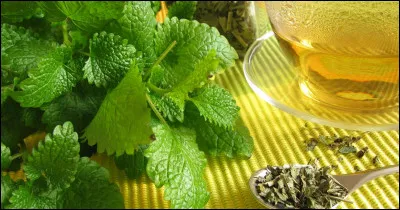 M&eacute;lisse : quel est l'autre nom de la m&eacute;lisse ?