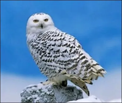 Quel serait votre animal de compagnie &agrave; Poudlard ?