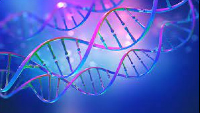 Quelles sont les 4 bases azotées de l'ADN ?