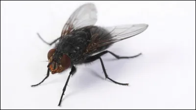 Commune du département de la Manche, située entre Granville et Avranches :