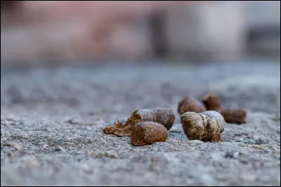 Commune du département du Loiret, située près de Pithiviers :