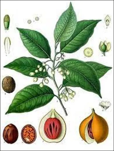 Le muscadier produit deux épices différentes.