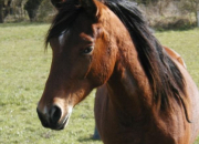 Quiz Les robes des chevaux