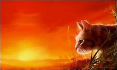 "Coucher de soleil" est le sixième tome du deuxième cycle de "La guerre des Clans". Qui est l'auteur de ce livre ?