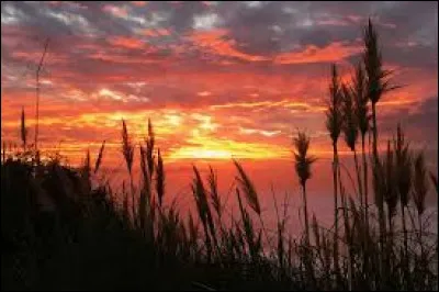 Quel chanteur français a interprété la courte chanson "Coucher de soleil" sortie en 1981 ?