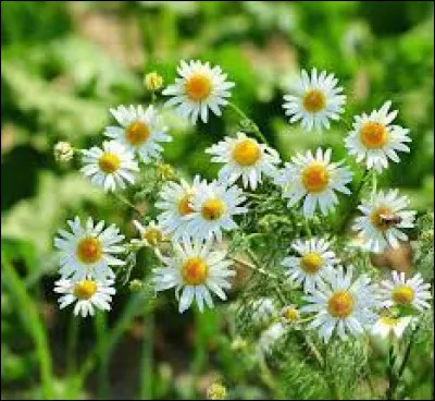 Le guérisseur te demande daller chercher de la camomille. Ta réaction est :