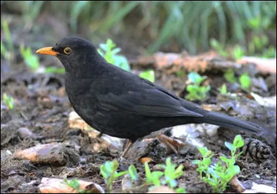 Commune du département de Tarn-et-Garonne, bordée par la Garonne :