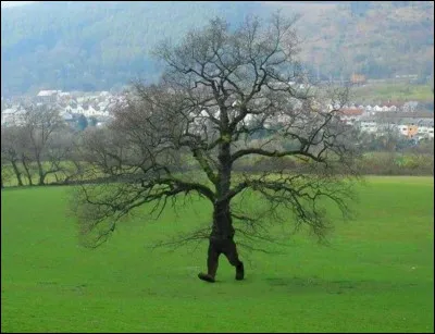 Choisis un arbre.
