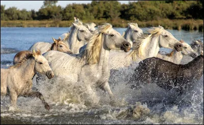 Ta qualité première (réponds honnêtement) est