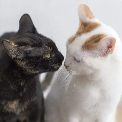 De quelle couleur sont tous les chats la nuit selon le proverbe ?